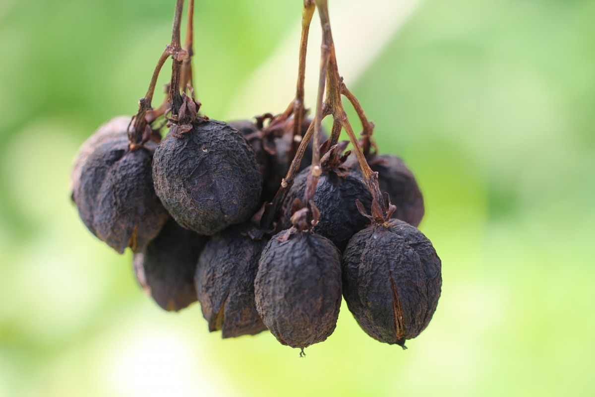 Jatropha curcas L.